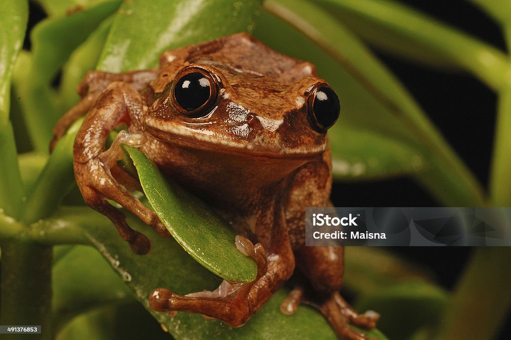 frog portrait Frog on plant looking at camera Africa Stock Photo