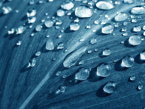 istock Blue water drops on the plant 491376975