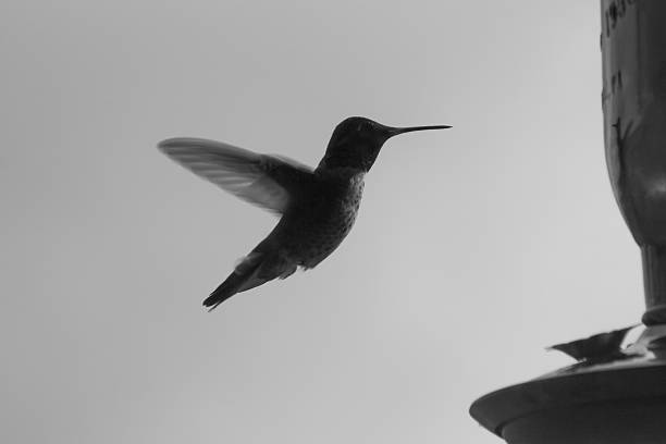 istock Hummingbird sillhouette 491376984