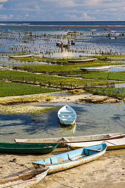 alga marinha plantation em bali - seaweed nusa lembongan seaweed farming water imagens e fotografias de stock