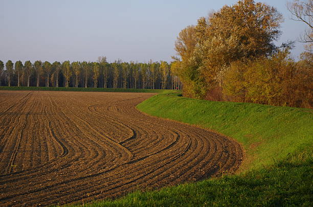 sinuous aterro verde - planting tree poplar tree forest imagens e fotografias de stock