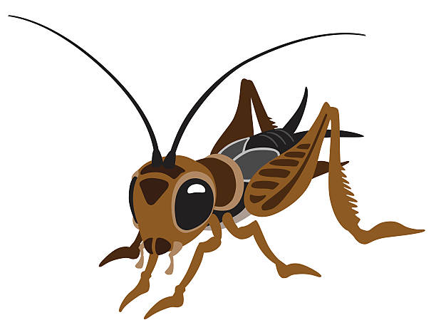 Cartoon Cricket Stock Illustration - Download Image Now - Cricket - Insect, Insect, 2015 - iStock Cartoon Cricket Stock Illustration - Download Image Now - Cricket - Insect, Insect, 2015 - iStock