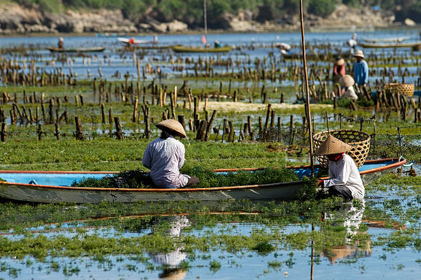 seetang landwirte in bali - seaweed nusa lembongan seaweed farming water stock-fotos und bilder