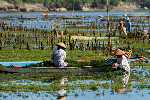 Bali, Indonesia - April 14, 2014: Local farmers in Bali harvest at low tide precious algae for the cosmetic industry.