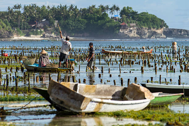 lokale landwirte in bali - seaweed nusa lembongan seaweed farming water stock-fotos und bilder