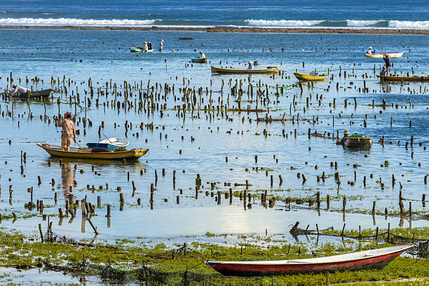 Bali, Indonesia - April 14, 2014: Local farmers in Nusa Lembongan, Bali, traditionally harvest their seaweed on their plantation at low tide.