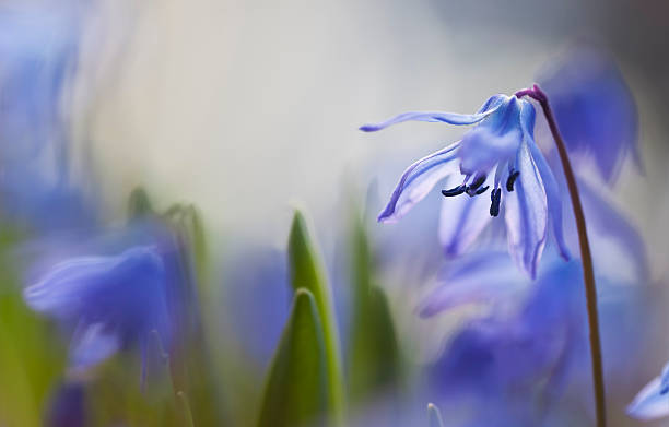 istock Squill or scilla flowers blossoming 491377755