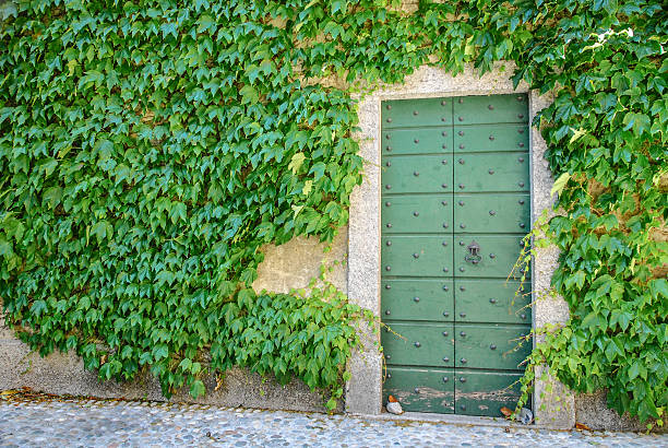 istock Green Metal Door with Ivy 491377861