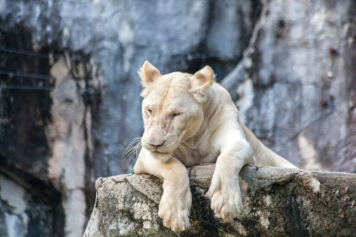 White lion resting on wood