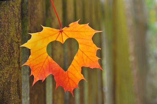 Heart in autumn leaf on a background of picket fence.