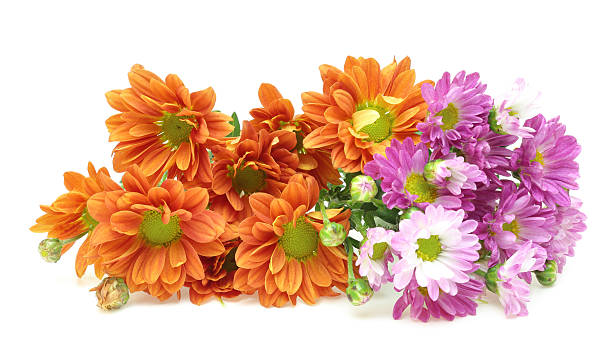 istock Bouquet of chrysanthemum 491378356