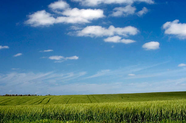 istock Green field of wheat 491378362