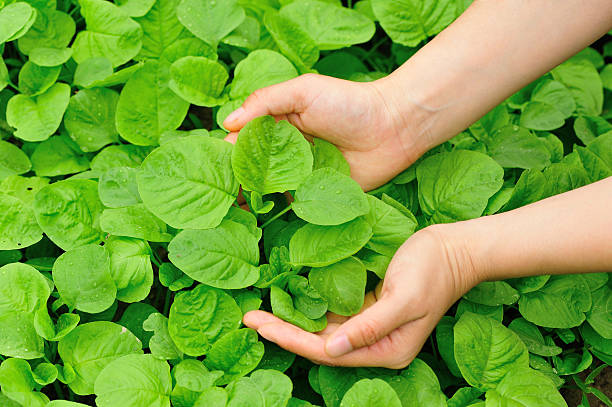 istock hand protect green maranth grow in garden 491378465