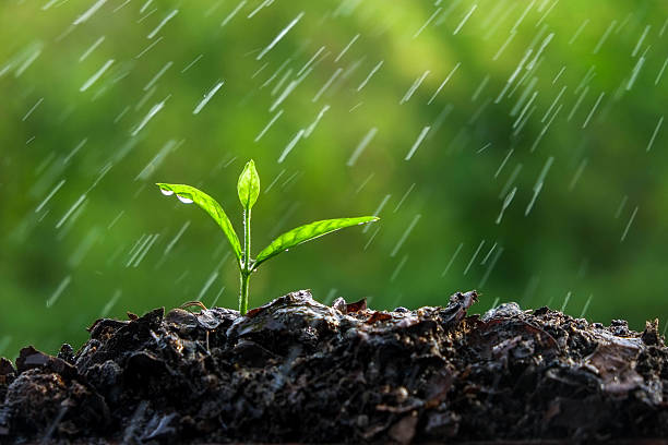 istock Green sprouts in the rain 491379064
