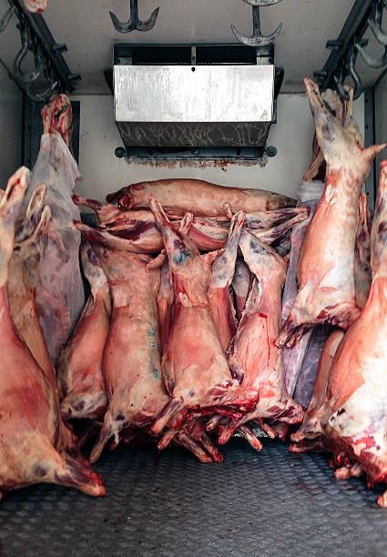 butcher truck - dead animal butcher meat sheep stock-fotos und bilder