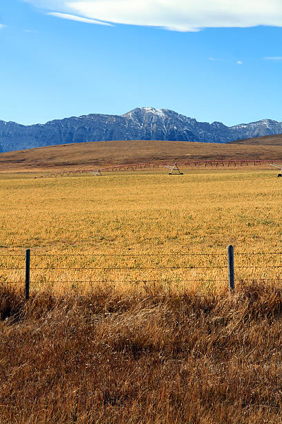 vibrante prairie - alberta prairie farm fence - fotografias e filmes do acervo