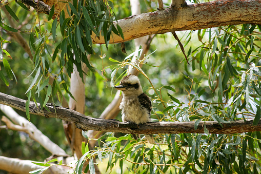Kookaburra. Booderee National Park. Jarvis Bay. NSW. Australia
