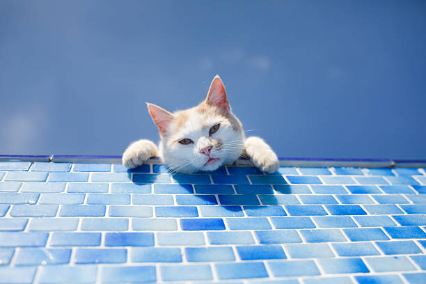Playful white cat looks inside the empty pool