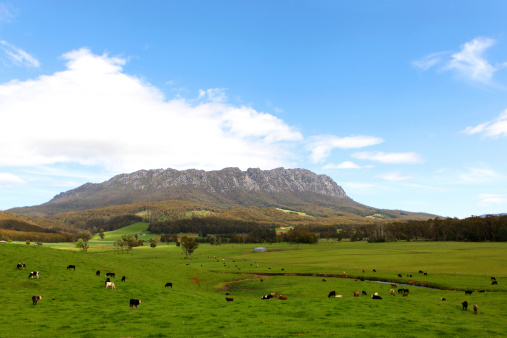 Tasmanian Landscape Pasture Lands with Cows at Mount Roland