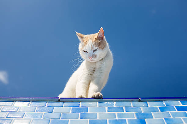 istock Playful white cat beside the pool 491380714