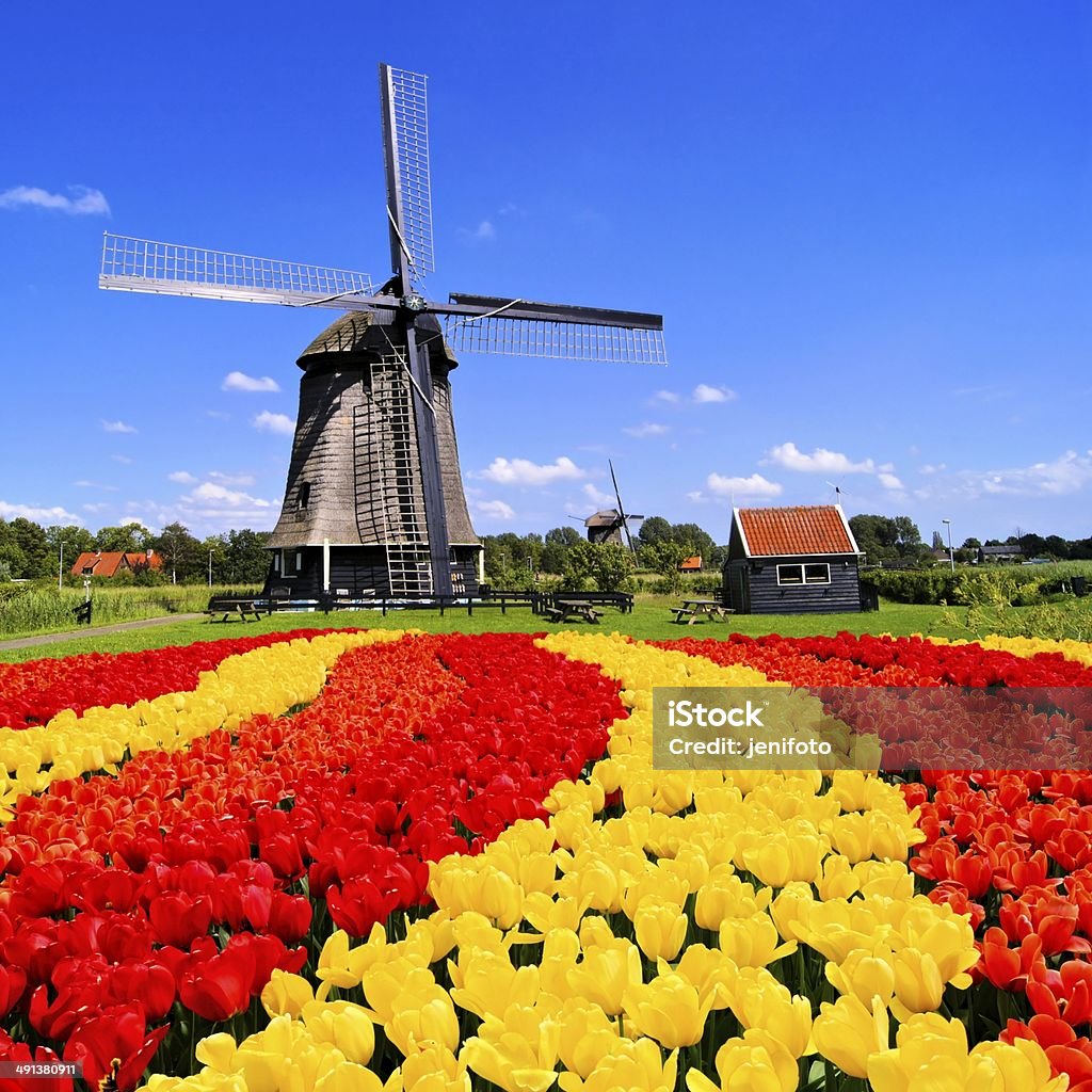 Dutch tulips and windmill Vibrant tulips with windmill in the background, Netherlands Tulip Stock Photo