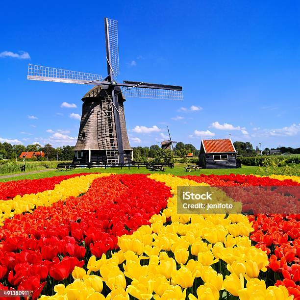 Dutch Tulips And Windmill Stock Photo - Download Image Now - Tulip, Agricultural Field, Agriculture