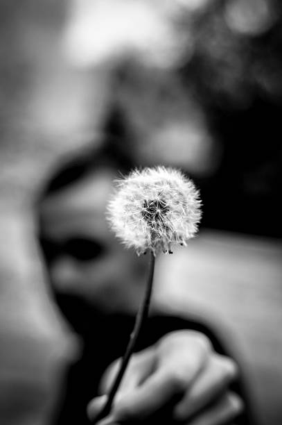 istock dandelion close up small depth of field background blur 491381259
