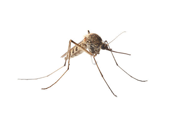 istock Macro of mosquito isolated on white 491381345