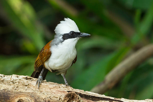 White-crested Laughingthrush – Foto