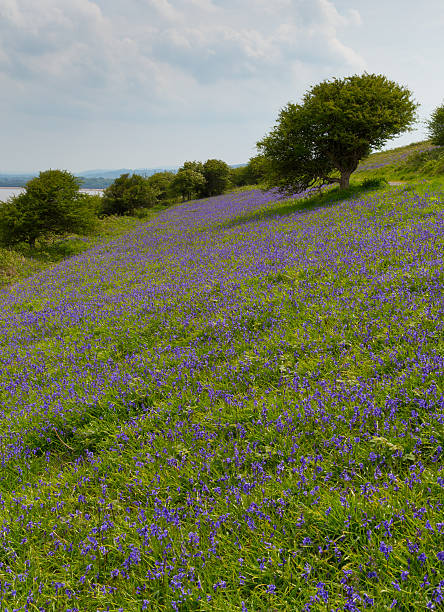 istock Bluebells in a field in spring 491381605