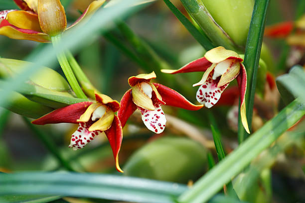 Green and dark brown orchid flower background of Grammatophyllum scriptum, a species of orchid. The flowers are generally up to 4.5 cm wide, green with dark brown markings.