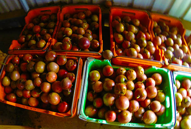 Passion fruit is a fruit produced by plants of the genus Passiflora of the family Passifloraceae. The name of the tree is also known as Passion Fruit: it is spontaneous in the tropical and subtropical zones of America.