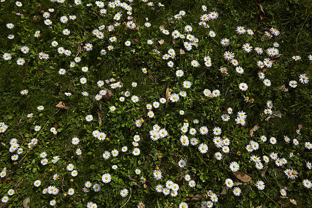 istock daisies in a meadow in Spain 491390112