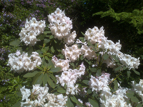 Flowering white rhododendron bush with background of green leaves.
