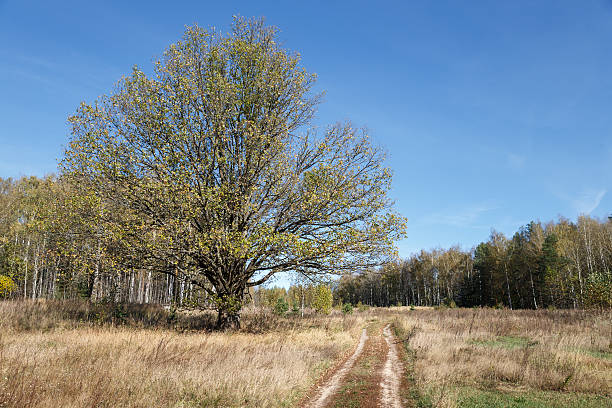 istock Falling oak leaves on   scenic autumn forest 491393204