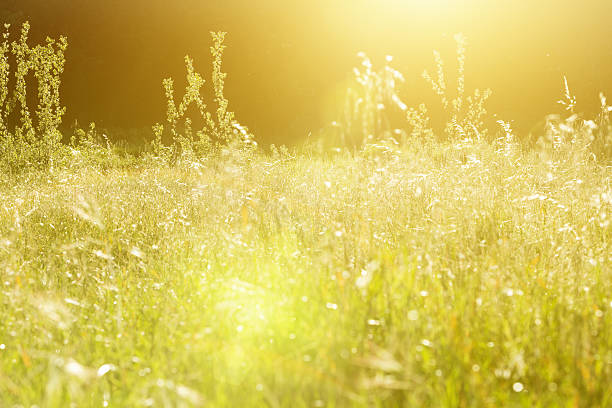 istock Beautiful sunlit meadow with long grass and lens flare 491393958