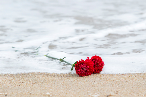 flowers on beach
