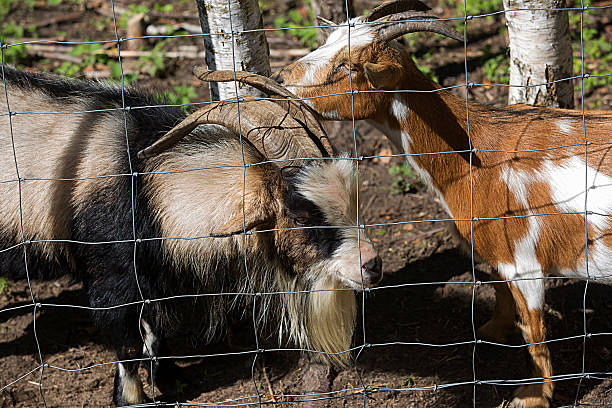istock two goats behind metal wire 491395422
