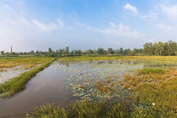 istock White Water Lilly growing in a Marshy area or pond 491395630