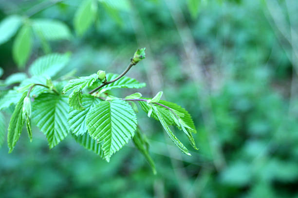 istock New green leaves growing in spring 491395712