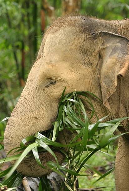 istock Asian elephant eating  branches and leaves 491405910