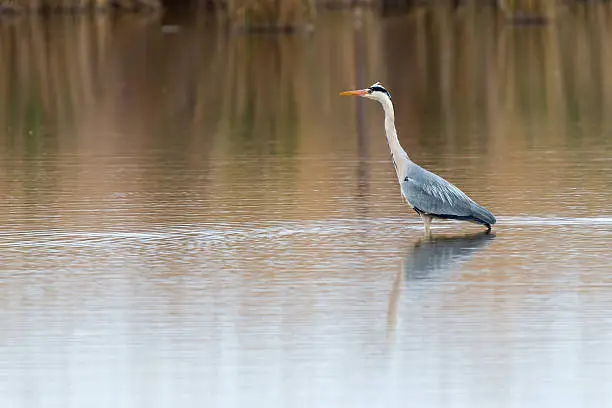 Gray heron in front of the small water