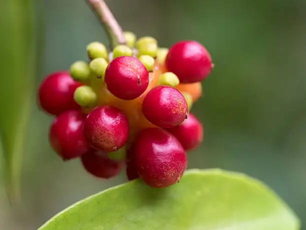 Bright red fruit of the  Kadsura japonica