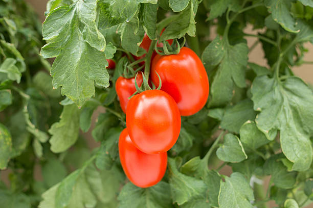 pomodoro perino - plum tomato immagine foto e immagini stock