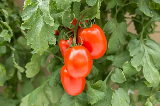 Photo of Plum tomato