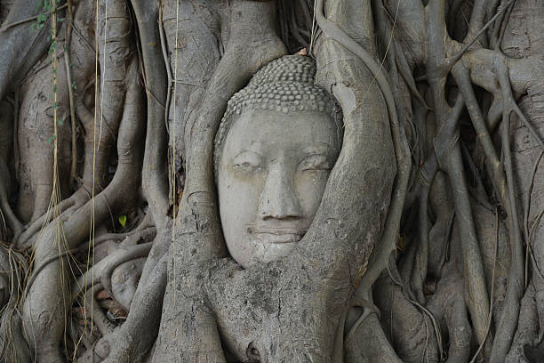 istock Buddha head in Tree at Wat Phra Mahathat Ayutthaya Thailand 491406956