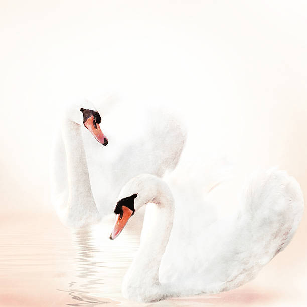 istock Background of romantic swans on old paper texture. 491407064
