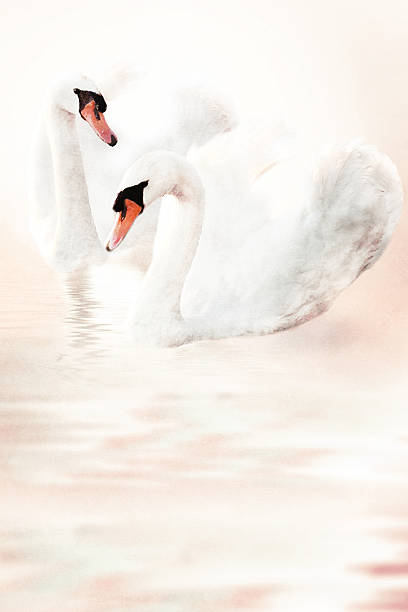 istock Background of romantic swans on old paper texture. 491407102