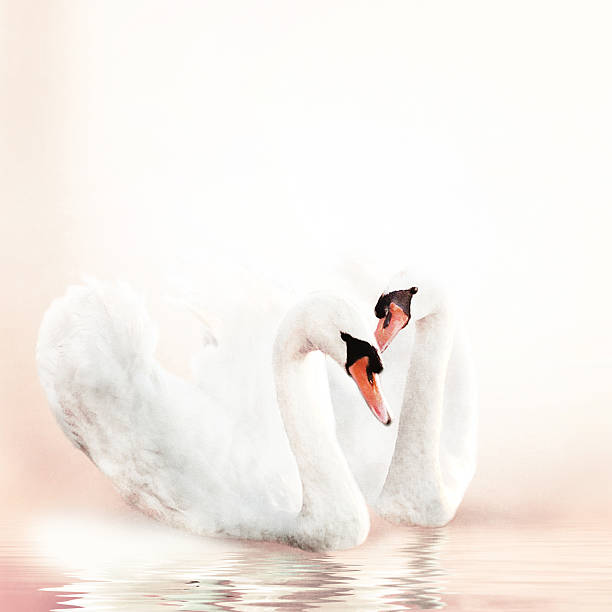istock Background of romantic swans on old paper texture. 491407270