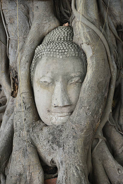 istock Buddha head in Tree at Wat Phra Mahathat Ayutthaya Thailand 491408136